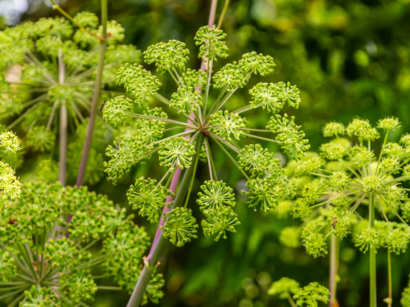 Kwiatostany arcydzięgla lekarskiego