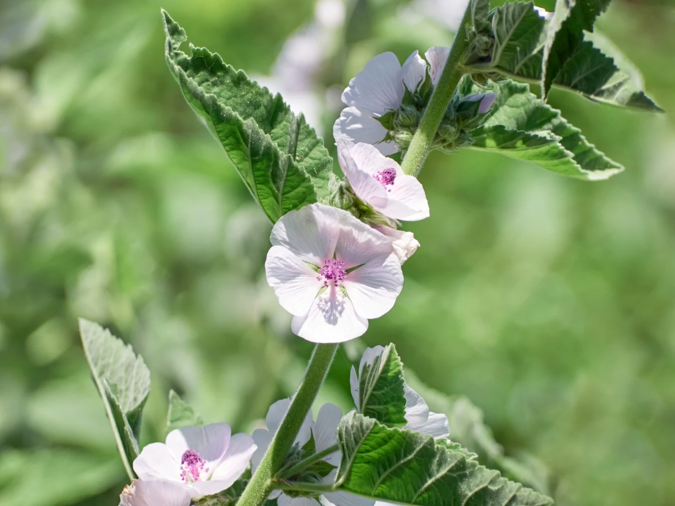Białe kwiaty prawoślazu lekarskiego z delikatnym różowym środkiem i żółtym pyłkiem otoczone zielonymi, owłosionymi liśćmi na tle rozmytej zieleni.