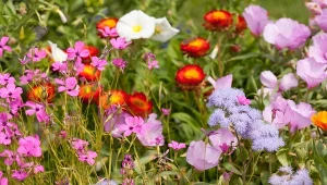 Rośliny miododajne w ogrodzie. Które wybrać, by przyciągnąć masę pszczół?