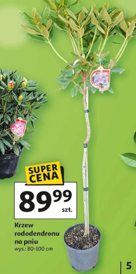 Чагарник O...