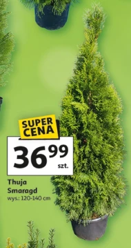 Thuja
