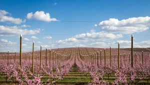 Kwitną już drzewa brzoskwiniowe i nektarynki