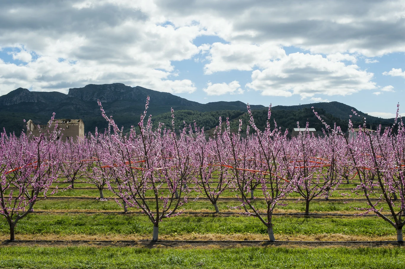 Rządki drzewek owocowych obsypanych różowymi kwiatami, rozciągające się na tle zielonych gór pod pochmurnym niebem.