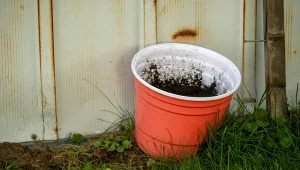 Jednorazowe, gorszej jakości plastikowe doniczki mają zniknąć w Unii Europejskiej do 2030 r. To mały krok w stronę czystszego środowiska.