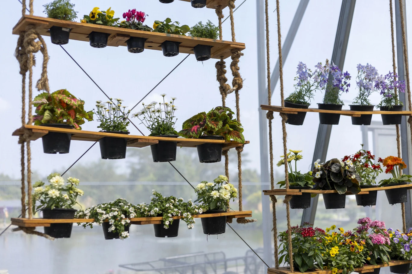 Wiszące półki z drewnianych desek, zawieszone na grubych linach, wypełnione doniczkami z kolorowymi kwiatami i zielonymi roślinami, ustawione w kilku rzędach na tle dużego okna i metalowych belek konstrukcyjnych.