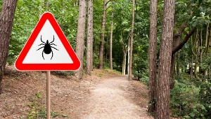 Które zwierzęta zjadają kleszcze? Zdziwisz się 