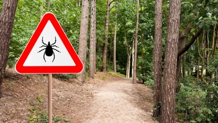 Wiosną uważaj na kleszcze