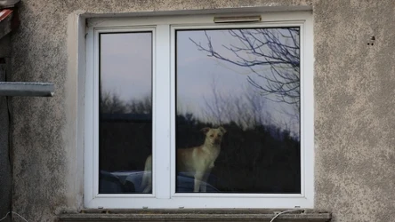 Policja odebrała zwierzęta