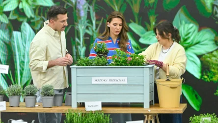 Maciej Rock, Agnieszka Hyży i Kamila Sułek