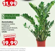 Заміокулькас C &C