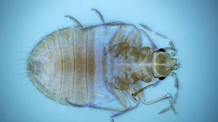 Pluskwy są znienawidzone jak kleszcze