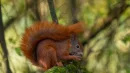 W parkach miejskich wiewiórki bywają bardziej agresywne niż w lasach