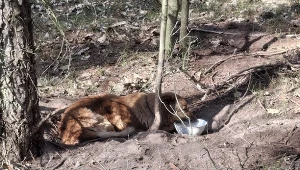 Pies porzucony w lesie