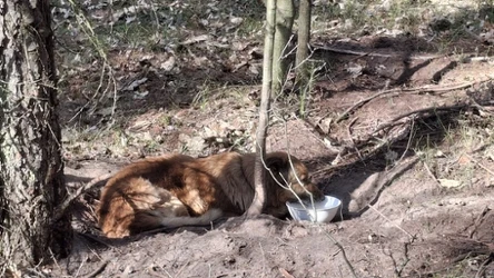 Pies porzucony w lesie