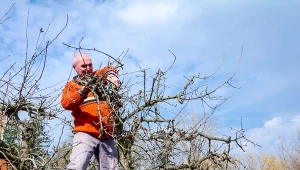Przed kwietniem to obowiązek. Latem zbierzesz pełne kosze owoców