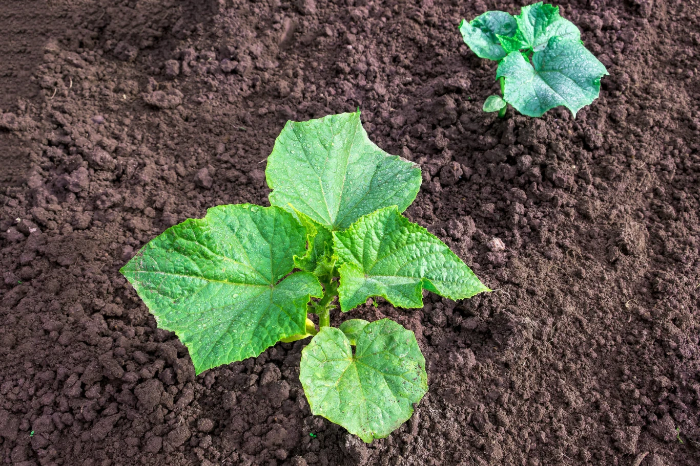 Żeby ogórek dobrze owocował, trzeba zadbać o roślinę już na etapie sadzonki. Młode sadzonki ogórka na ciemnej, żyznej glebie z jasnozielonymi, dużymi liśćmi.