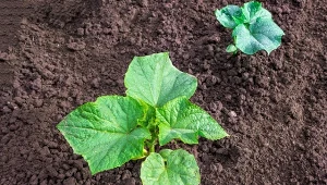 Wzmacniający nawóz do ogórków. Podlewaj siewki, owoców będzie moc