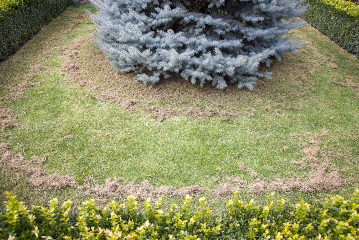Jak zadbać o trawnik po zimie, aby był gęsty i zielony? Niebieski świerk na środku trawnika z łukiem podsuszonej trawy, otoczony żywopłotem z bukszpanu.