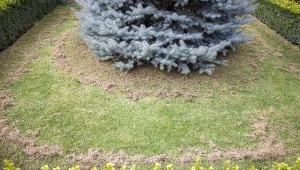 W marcu to obowiązkowy zabieg trawnika. Szybko odzyska zielony kolor