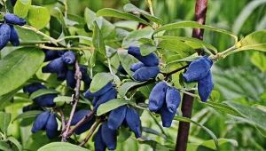W marcu dobrze przytnij. Każdy pęd jagody kamczackiej wypełni się jagodami