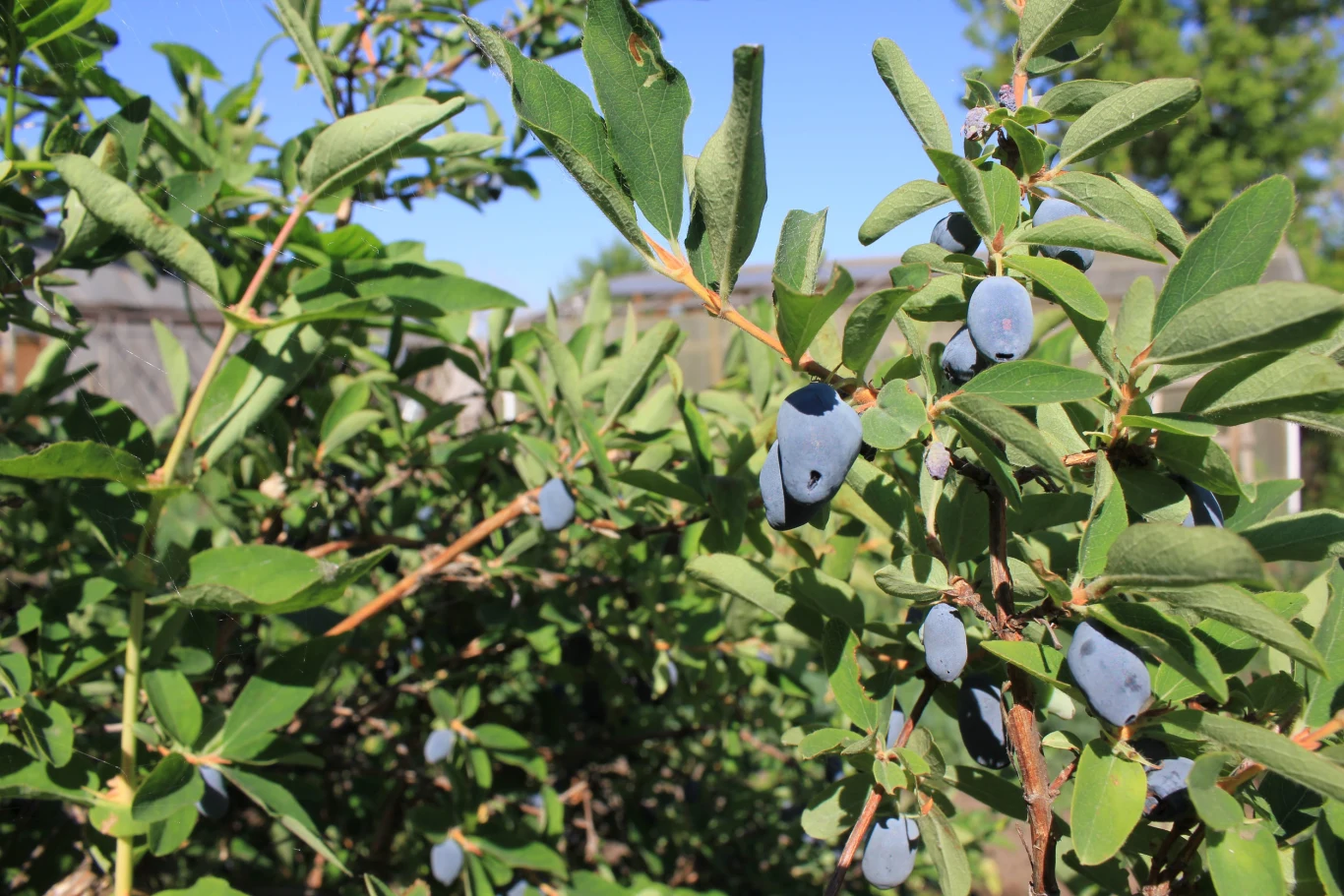 Gałązki rośliny z podłużnymi, niebieskimi owocami otoczone zielonymi liśćmi na tle jasnego nieba i ogrodzenia.