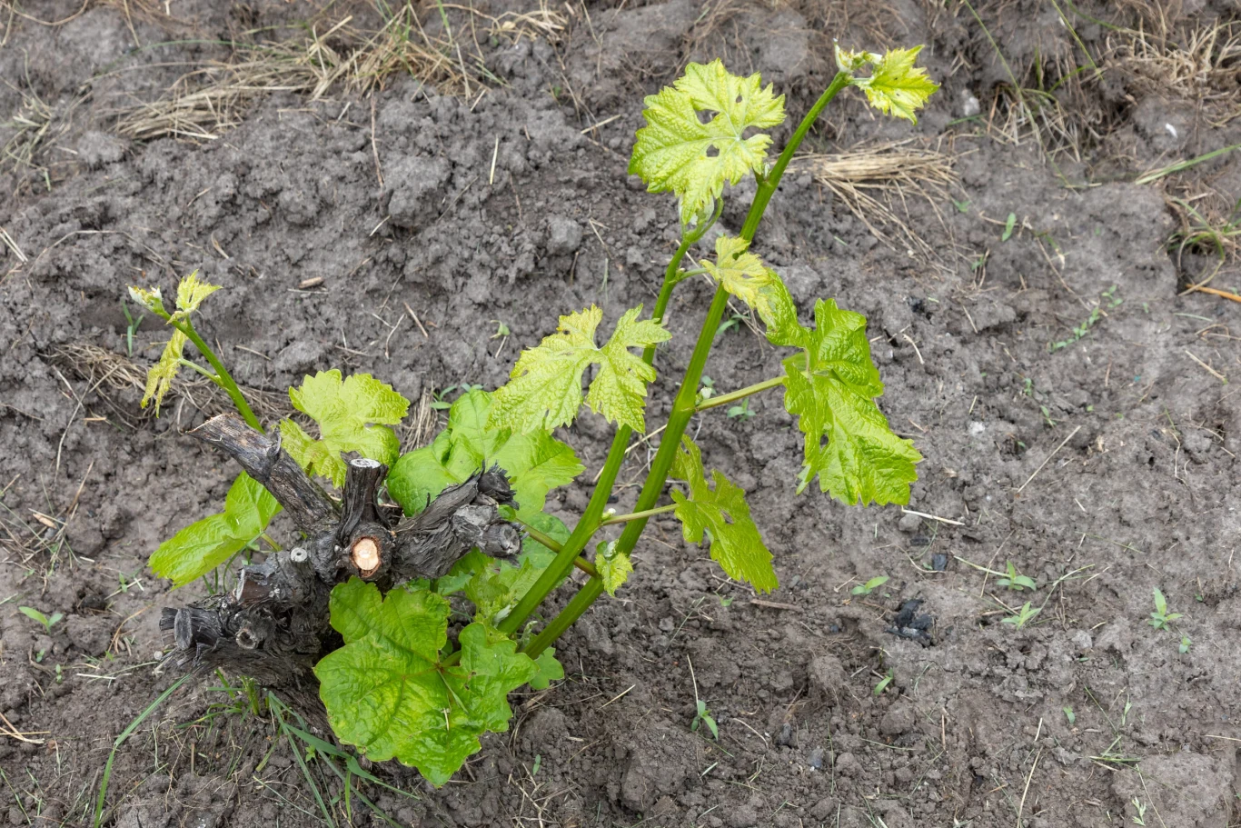 Podczas sadzenia winorośli na wiosnę, niezmiernie ważna okazuje się technika. Młoda winorośl wyrastająca z przyciętego, starego pnia, otoczona glebą o szarej barwie i niewielkiej ilości trawy.