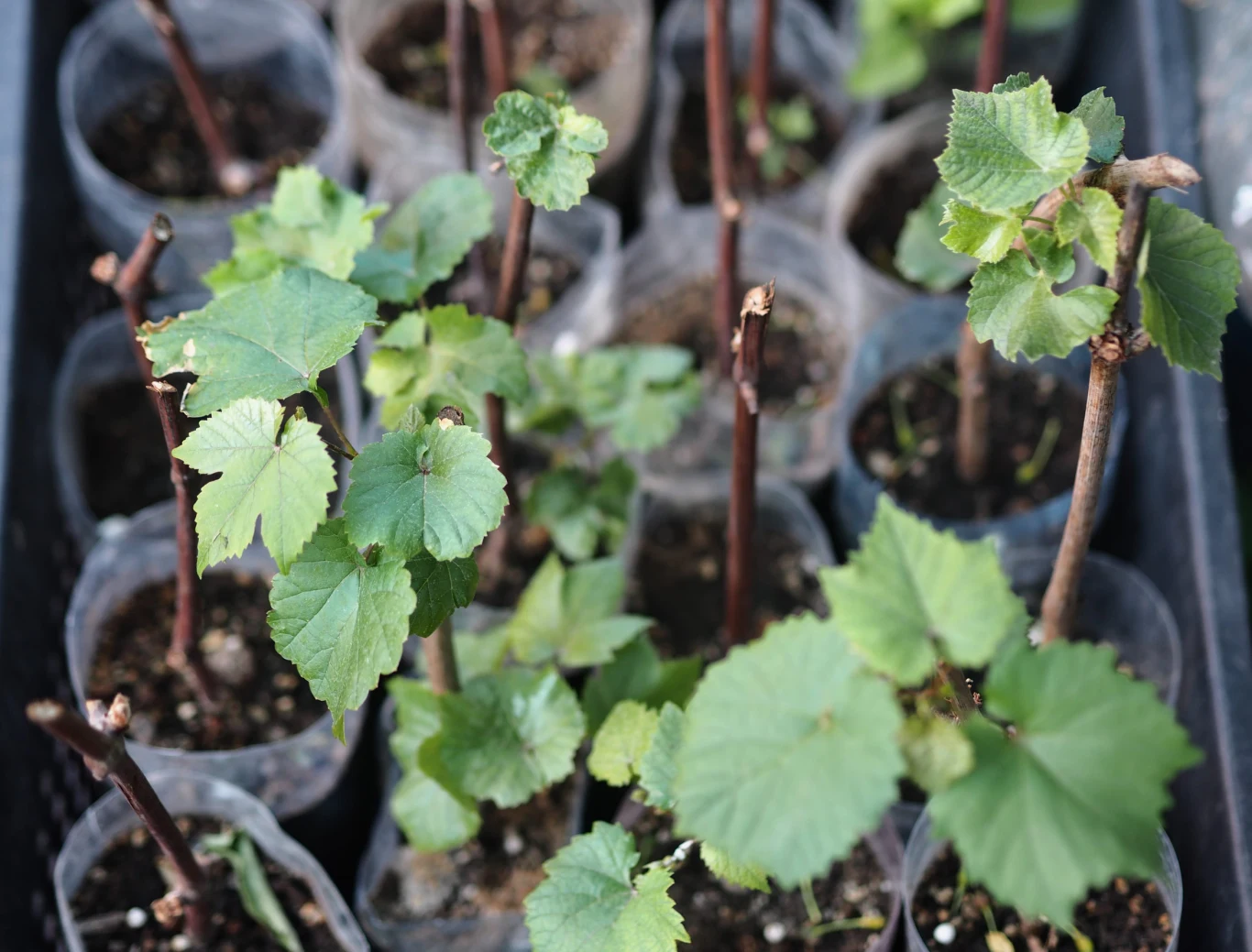 Sadzenie winorośli w ogródku powinno zostać poprzedzone wyborem odpowiedniej odmiany. Młode sadzonki winorośli w plastikowych pojemnikach z zielonymi liśćmi i cienkimi pędami, ustawione blisko siebie.