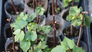 Francuskie winogrona w Polsce? Zapomnij. Te 5 odmian to pewny, słodki plon