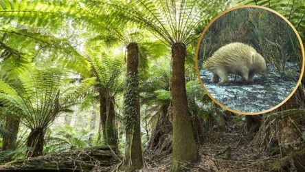 Biała kolczatka to niezwykle rzadkie znalezisko