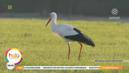 Wiosna wraca do Polski: żurawie, skowronki i bociany dają spektakl natury