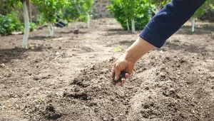 Kwasy humusowe są jak najlepszy, naturalny polepszacz dla gleby - zwiększają efektywność wszystkiego, co już w ziemi się znajduje.