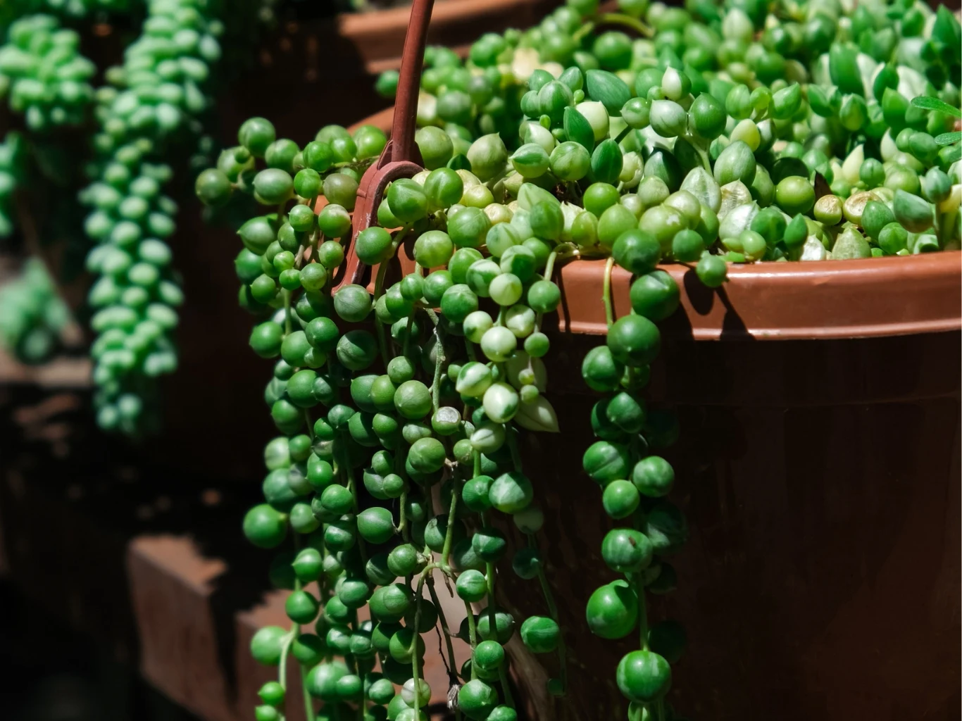 Starzec Rowleya ma cieńsze pędy i płytszy system korzeniowy, przez co szybciej odczuwa zarówno przesuszenie, jak i przelanie. Zielone, kuliste liście rośliny zwisającej z brązowej doniczki, o gęstych, kaskadowo opadających pędach charakterystycznych dla rośliny sznur pereł.