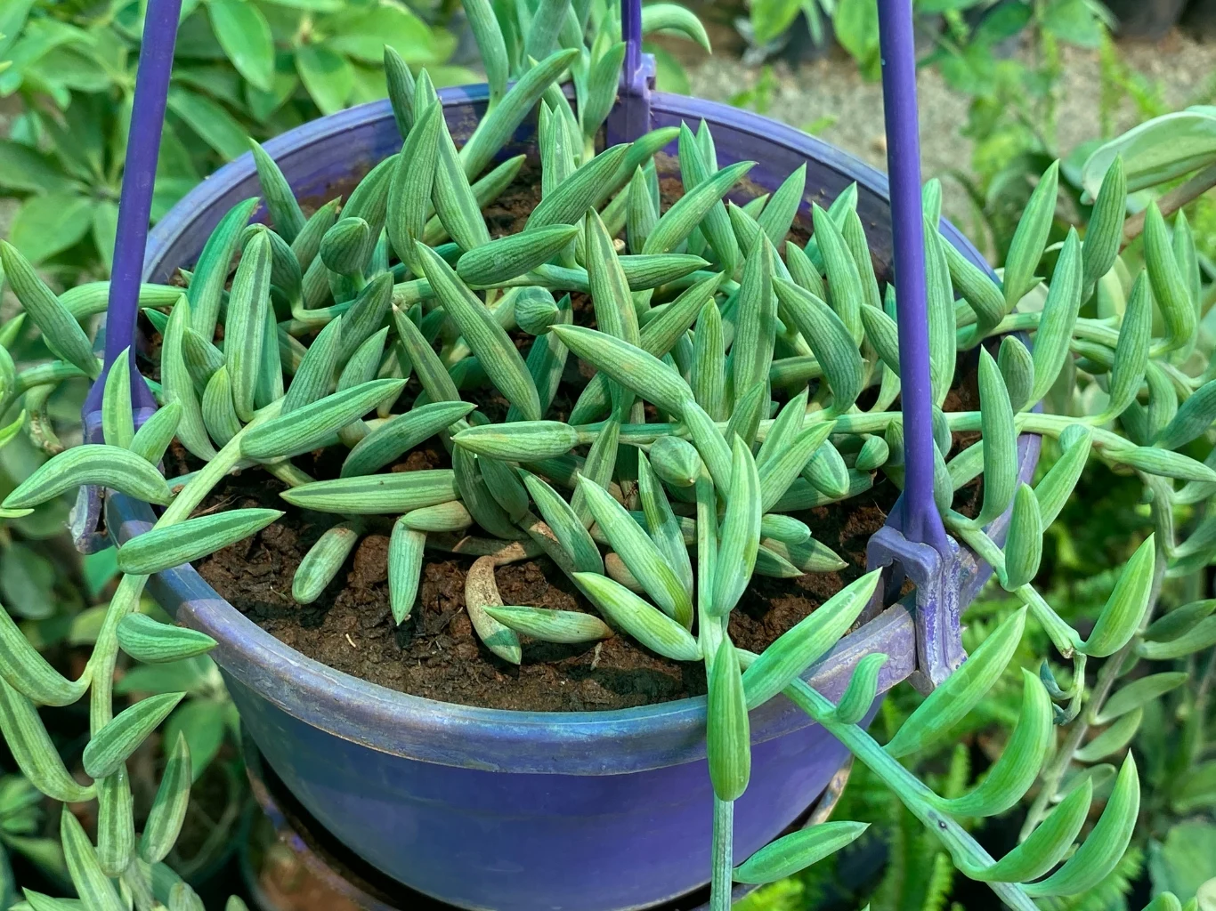 "Sznur bananów" ma liście o wydłużonym, bananowatym kształcie z haczykowatym końcem. Sznur bananów w fioletowej doniczce, zwisające zielone liście na tle innych roślin.