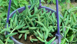 Liście ma jak sznur mini bananów. Rozrasta się gęsto i nie ma wymagań