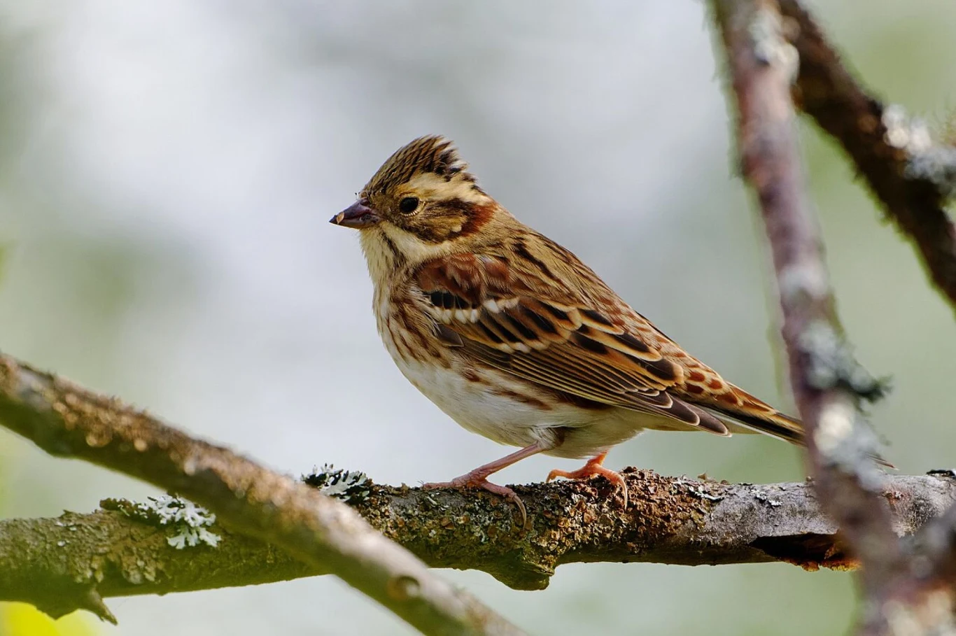 Mały ptak o brązowym upierzeniu z jasnymi paskami na skrzydłach siedzi na gałęzi, tło jest rozmyte i jasne.