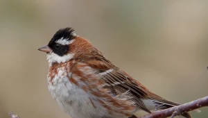 Trznadel czubaty ma charakterystycznie czarną głowę