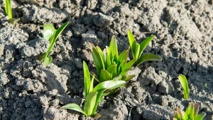 Podsypuj kiełkujące lilie. W tym roku będą kwitły jak w bajce