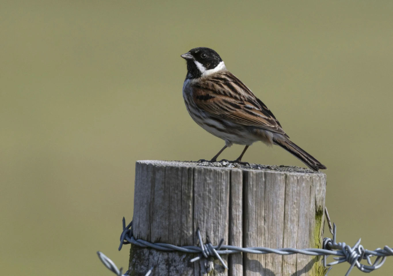 Samiec potrzosa z czarną głową. To w Polsce ptak pospolity ptak o ciemnej głowie i brązowych skrzydłach siedzi na drewnianym słupku otoczonym drutem kolczastym na tle jednolitego, jasnego tła