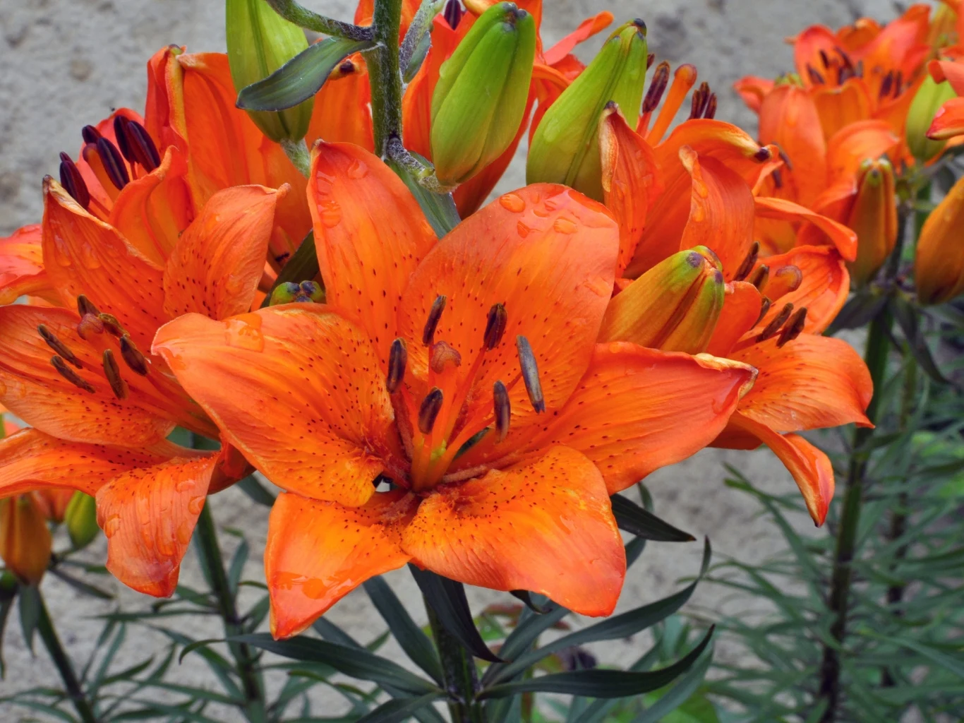 intensywnie pomarańczowe lilie z wyraźnymi pręcikami i kwiastymi pąkami na tle rozmytego, jasnoszarego muru