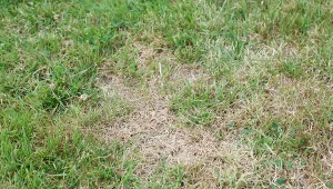 Pędraki panoszą się w ogrodzie? Naturalny sposób na niechcianych "gości"