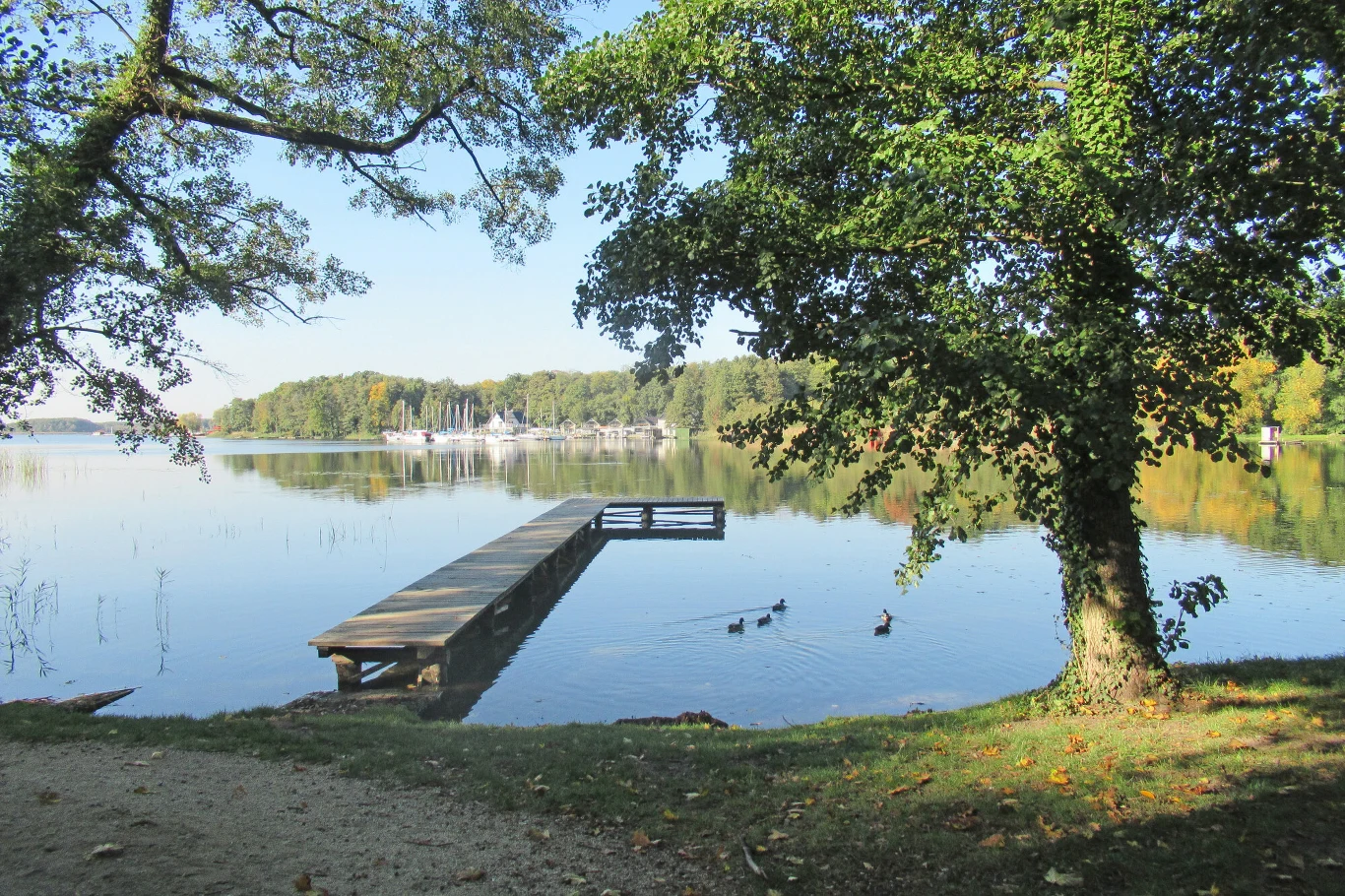 drewniany pomost prowadzący na spokojną taflę jeziora, wokół zielone drzewa, na wodzie pływają trzy kaczki, w tle zabudowania oraz gęsty las odbijający się w lustrze wody