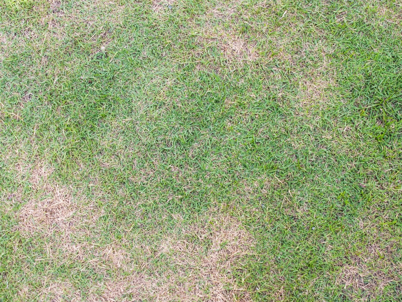 Trawnik z suchymi plamami