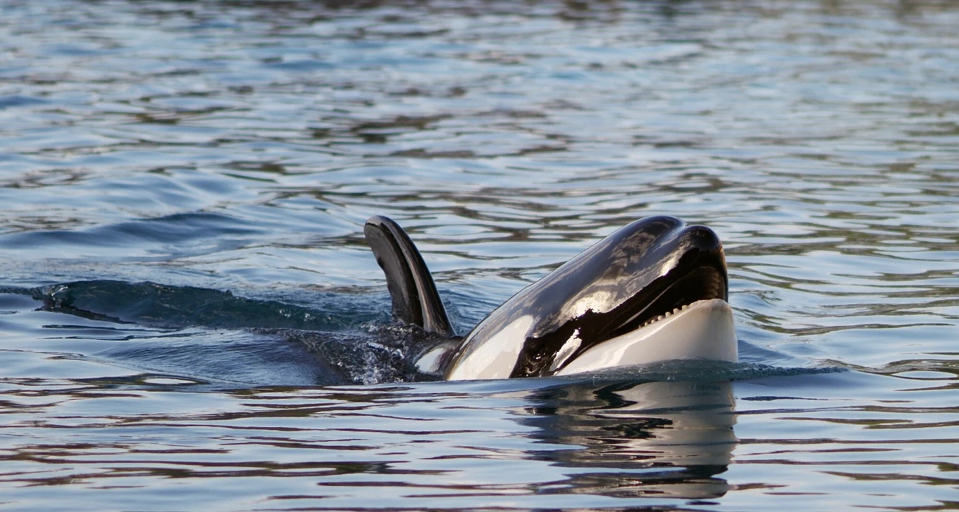 orka wynurzająca się z wody z widoczną płetwą grzbietową i charakterystycznym czarno-białym umaszczeniem na spokojnej tafli jeziora lub oceanu
