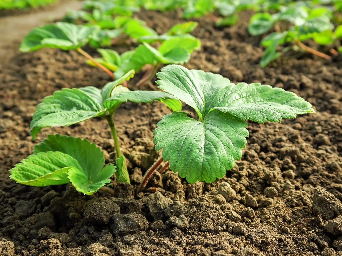 Nawet młode sadzonki truskawek po odżywce z drożdży zaczną lepiej rosnąć Młoda sadzonka truskawki z jasnozielonymi liśćmi rosnąca na żyznej, wilgotnej glebie.