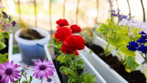 Marcowe rośliny na balkon. Kwitną aż do czerwca 