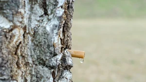 Kiedy i jak najlepiej ściągać sok z brzozy?