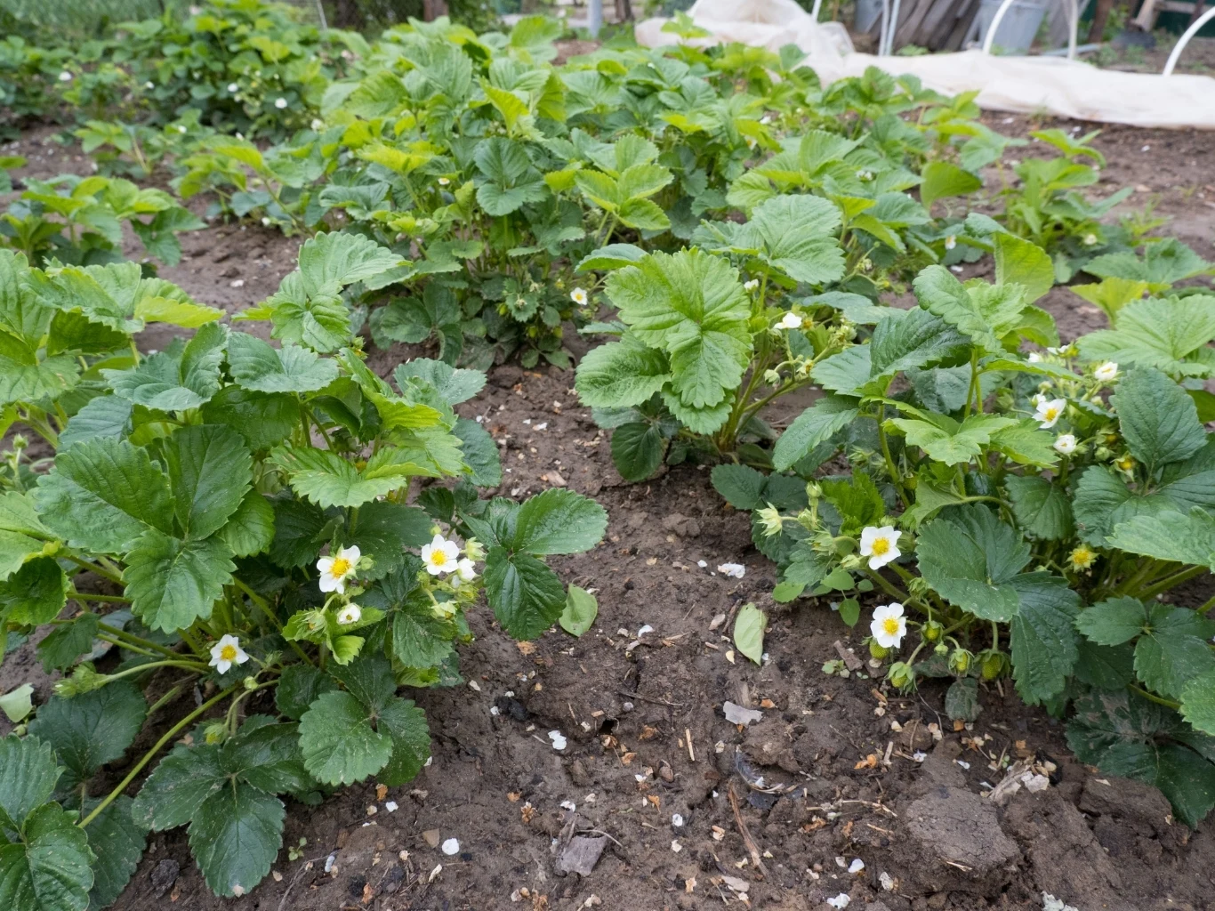 Domowa odżywka z drożdży sprawi, że sadzonki truskawek będą bujne i pięknie zakwitną Zielone i bujne sadzonki truskawek, zaczynające kwitnąć na biało.