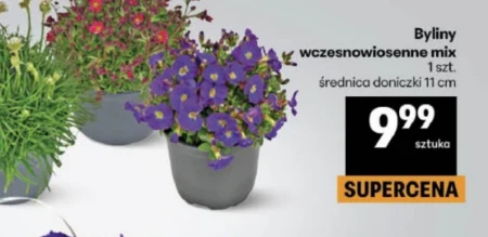 Багаторічні рослини