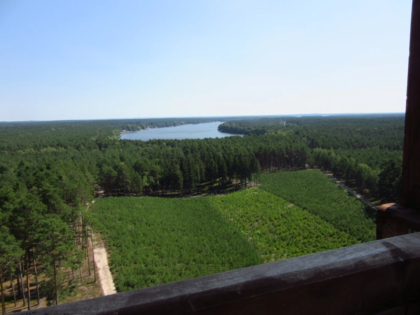 Rozległy las sosnowy z regularnie wytyczonymi alejami, w tle jasnoniebieskie jezioro otoczone zielenią, widoczne z wysokiego punktu obserwacyjnego.