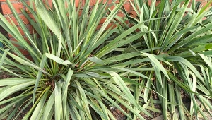 Juka ogrodowa potrzebuje wsparcia po zimie.